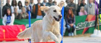 Sport e Cultura a 4 Zampe 2013 a Cervia