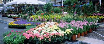 Cattolica in Fiore 2014