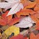 Festa d’Autunno